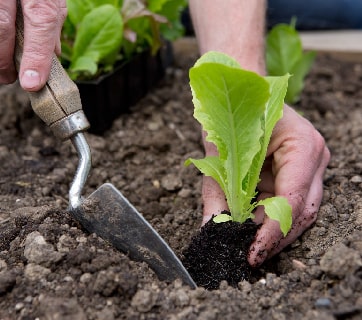 Gardening 